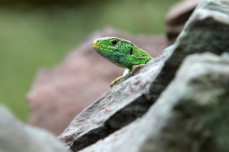 zauneidechse_terrazoo_2806.JPG