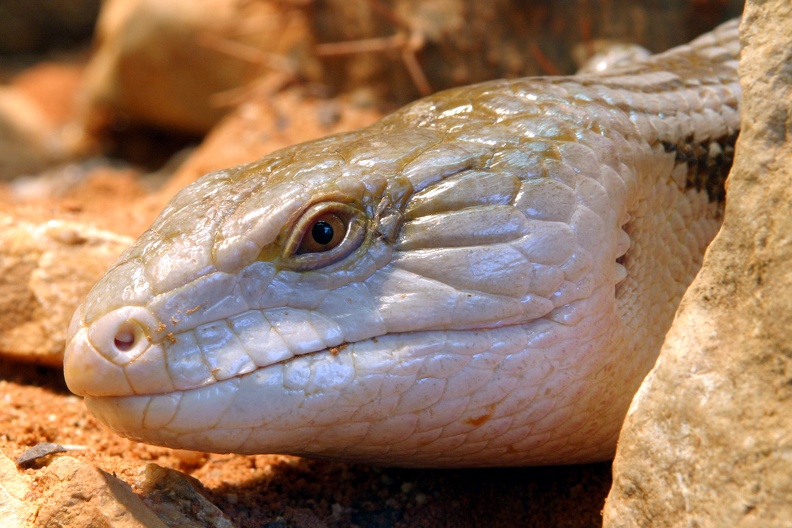 Porträt Blauzungenskink