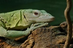 Smaragdwaran