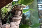 Varanus auffenbergi