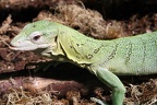 Smaragdwaran