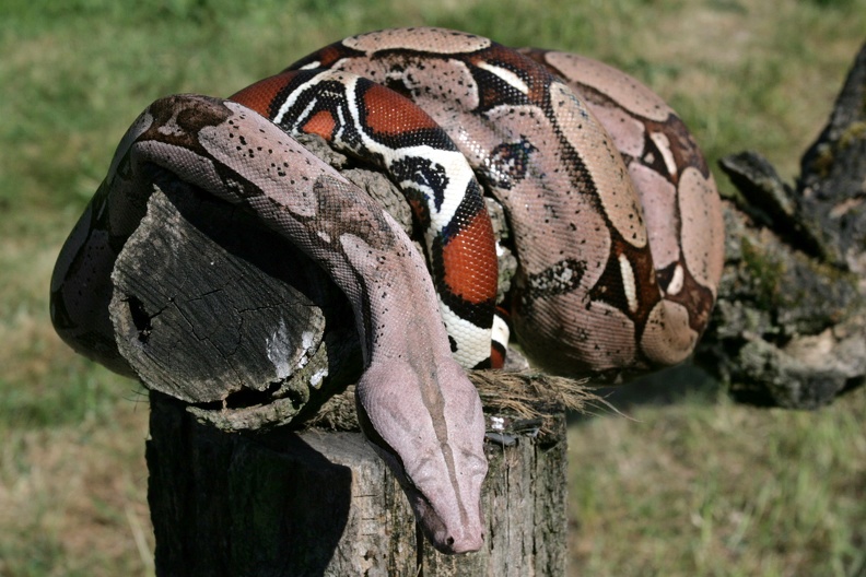 Guayana  Rotschwanzboa