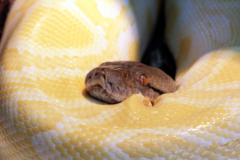 Der Kopf des Netzpython liegt hier in den Schlaufen eines Albino-Tigerpython. Die Bezeichnung Python geht auf einen griechischen Mythos zurück: Eine riesige weibliche Schlange mit prophetischen Kräften, die in Delphi das Orakel ihrer Herrin Gaia bewachte. Apoll tötete sie und bemächtigte sich so des Orakels. IMG_1125_p.jpg