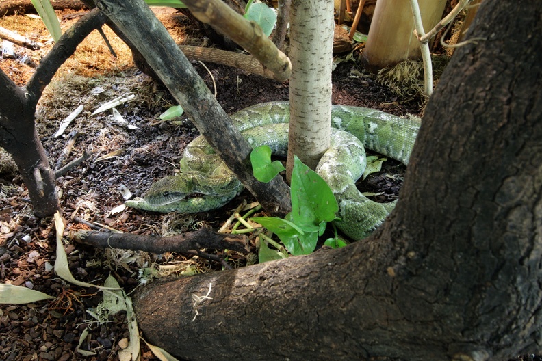 Madagaskar Hundskopfschlinger