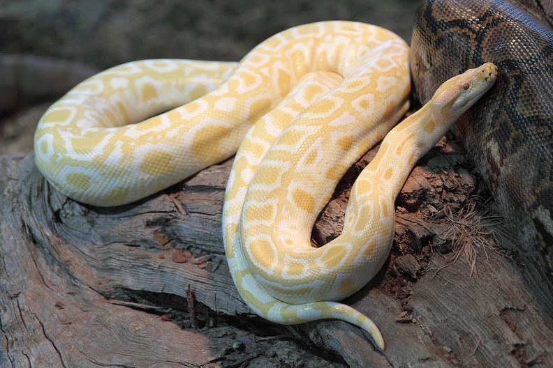 Albino Tigerpython