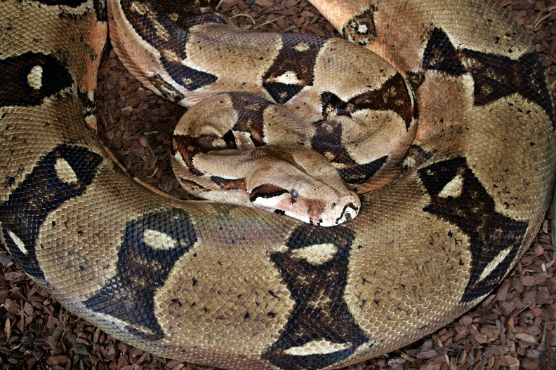 Boa Constrictor