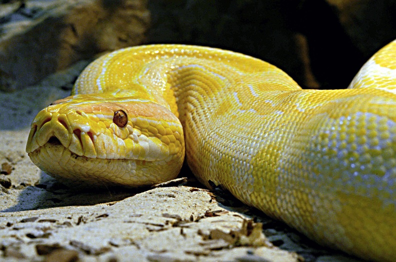 dunkler_tigerpython_003_albino.jpg