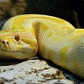 Albino-Tigerpython