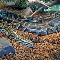 Riesenschlangen