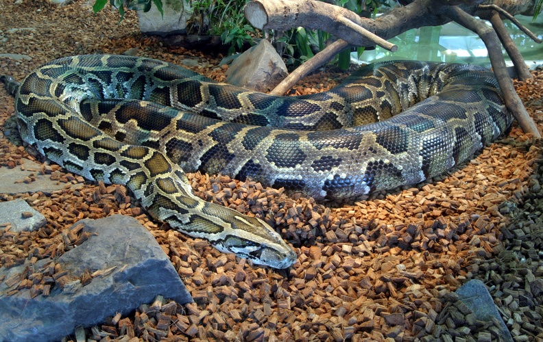 dunkler_tigerpython_004.jpg