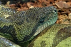 madagaskar hundskopfschlinger 002