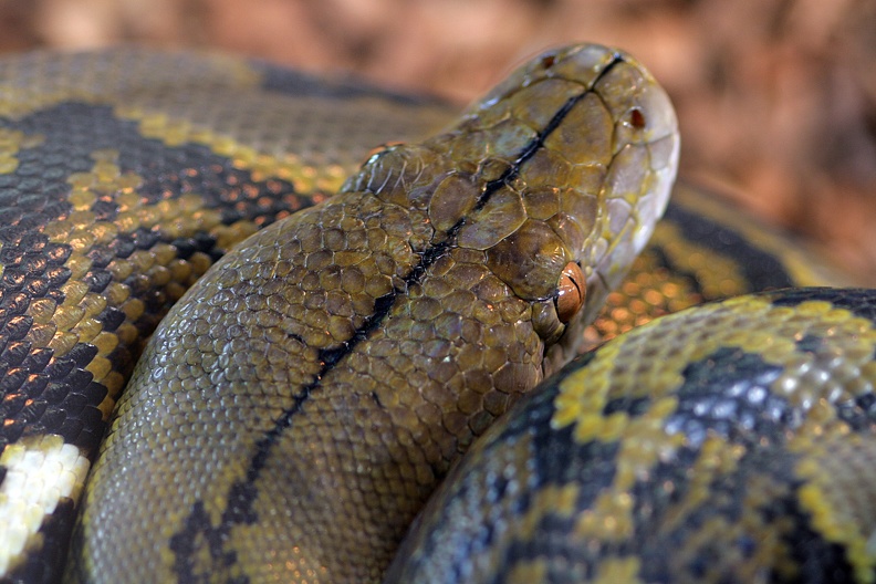 Porträt Netzpython