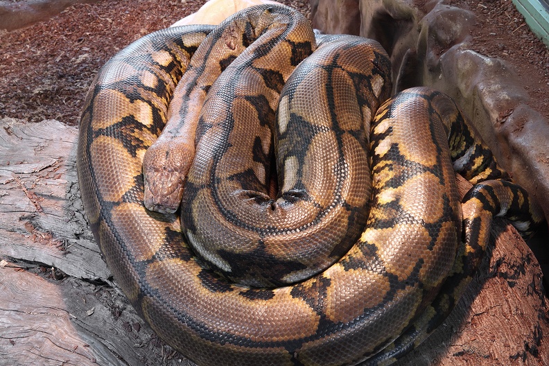 Netzpython (Tiger retic)