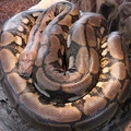 Netzpython (Tiger retic)