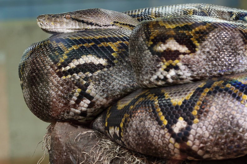 Netzpythons werden bis zu 9,15 Meter lang, und sind damit die längsten Schlangen der Welt. python_4486.jpg
