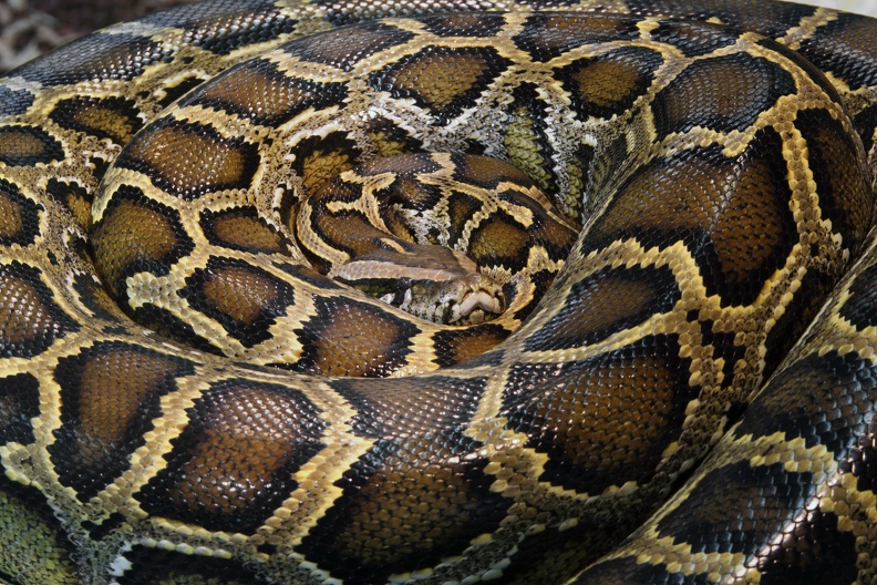 tigerpython_4831.jpg