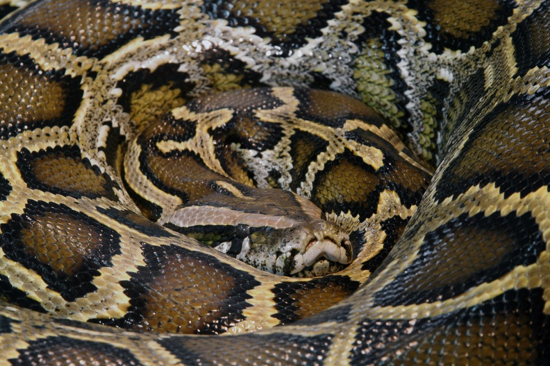 tigerpython_4833.jpg