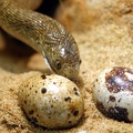 Afrikanische Eierschlange