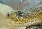 Portrait Basiliskenklapperschlange