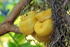 Bothriechis schlegelii