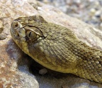 Porträt Mojave Klapperschlange
