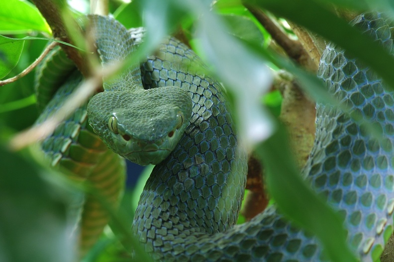 trimeresurus_0370.jpg