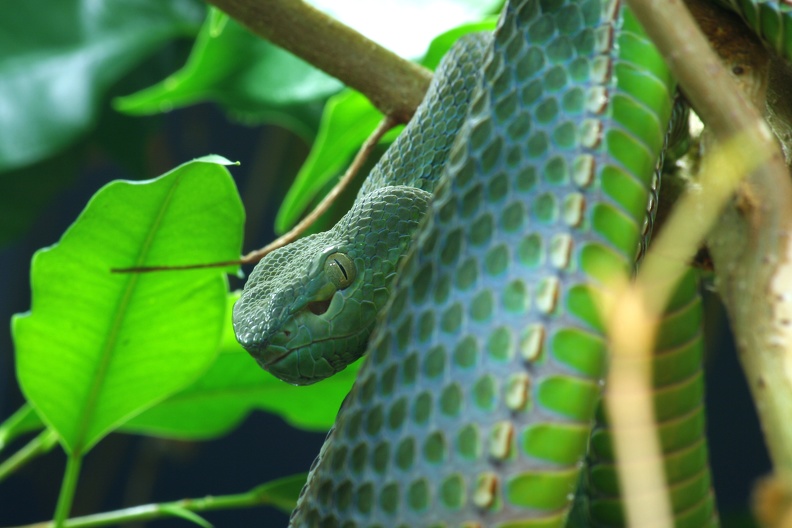 trimeresurus_0374.jpg