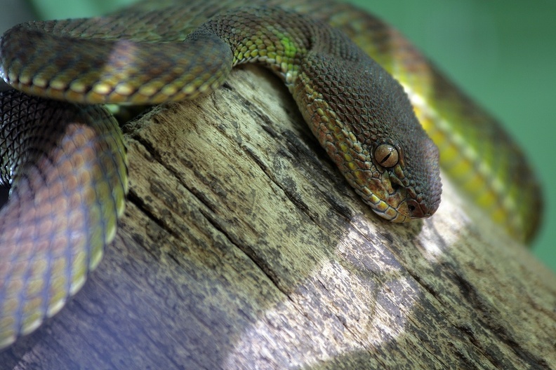 Trimeresurus sp.