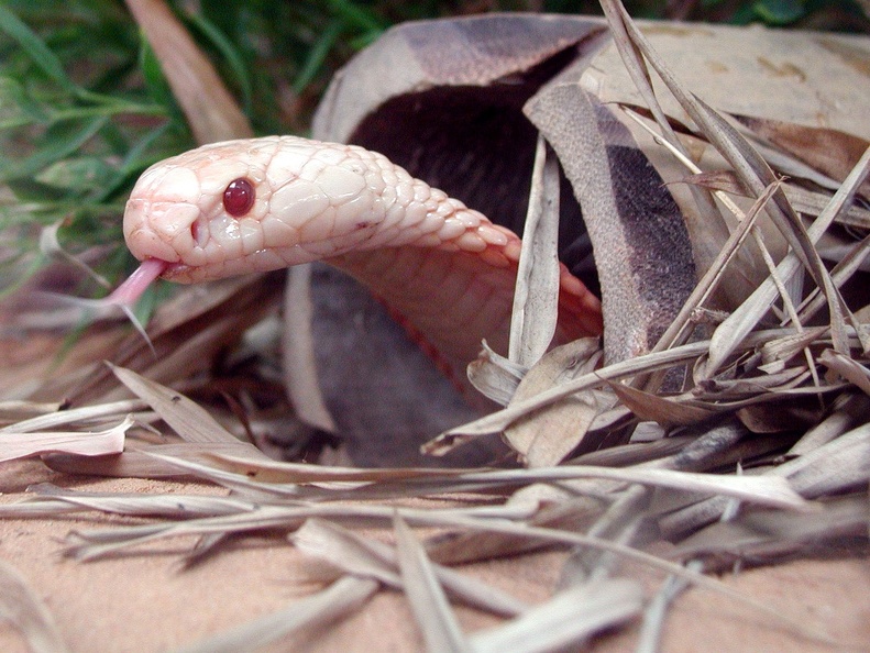 Albino-Kobra