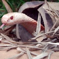 Albino-Kobra