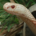 Albino-Kobra