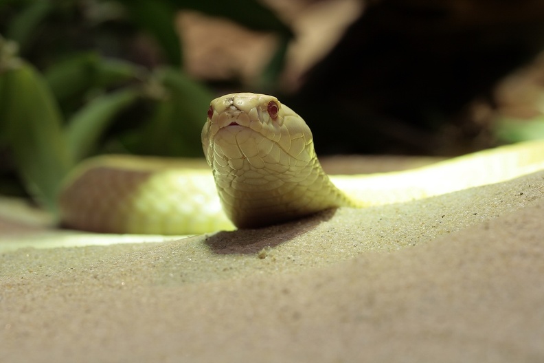 Monokelkobra Albino