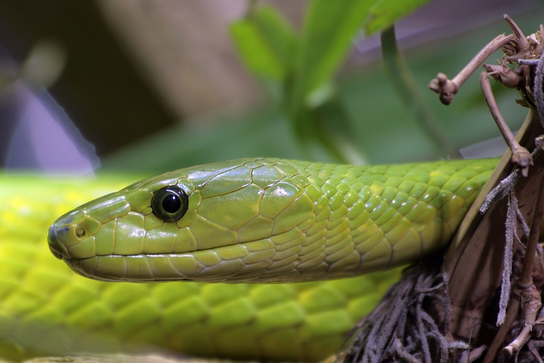 Gewöhnliche Mamba