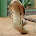 Monokel-Kobra