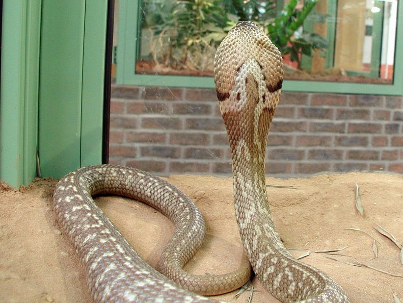 Monokel-Kobra