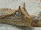 Hornviper Porträt