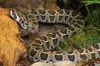 Sumpfviper