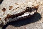 Porträt Aspisviper
