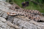 Aspisviper