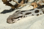 Sonnende Bergotter