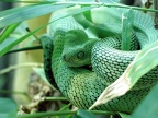 Grüne Buschviper