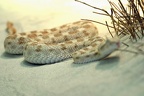 Hornviper