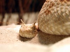 Hornviper