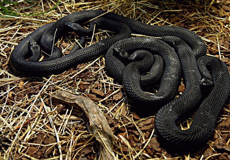 Schwarze Kreuzottern wärmen sich im Sonnenlicht schneller auf als ihre Artgenossen mit Kreuzmuster und haben somit Vorteile in kalten Regionen wie Gebirgen und Mooren. kreuzotter_004.jpg