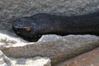 Schwarze Kreuzotter