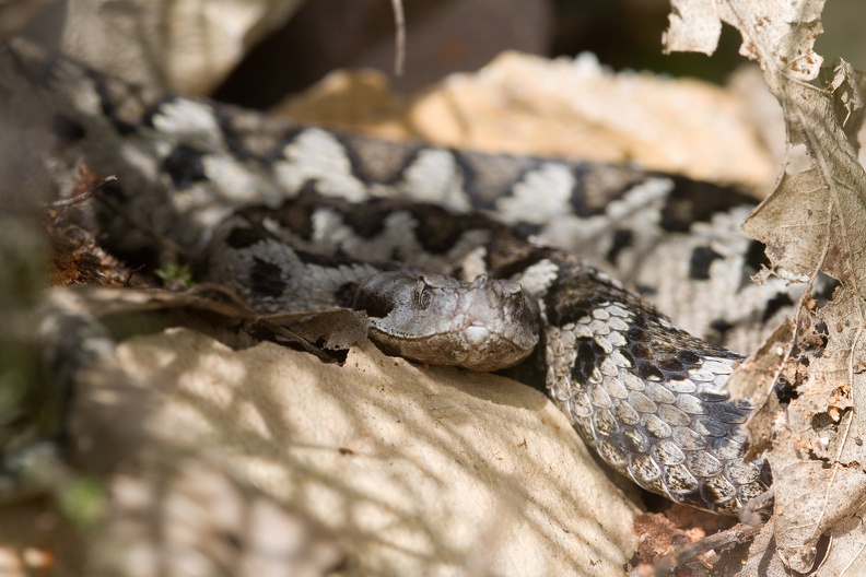 Die Stülpnasenotter hat im Gegensatz zur ähnlichen Hornotter ein kleiners Horn auf der Nasenspitze. Im Schatten der Vegetation ist die Viper durch das dunkle Rückenband schwer zu entdecken. st__lpnasenotter.jpg