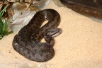Stülpnasenotter