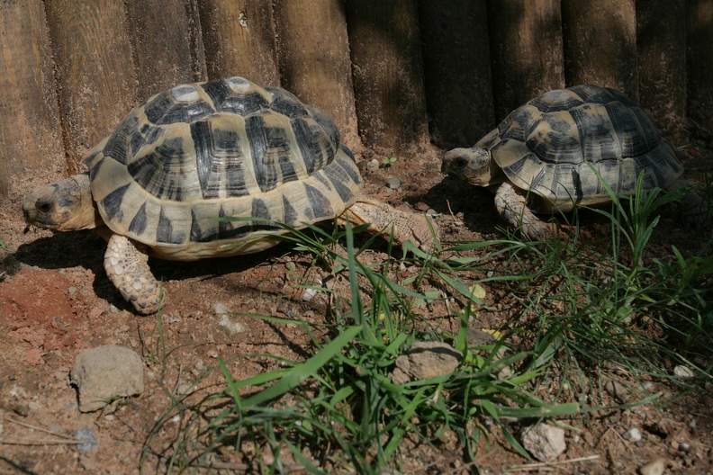 Tunesische Landschildkröte