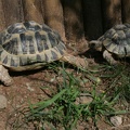 Tunesische Landschildkröte