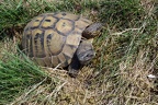 Griechische Landschildkröte